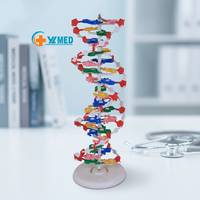 Modèle d'ADN expérimental médical/modèle biologique, enseignement médical, biologie, modèle de structure d'ADN à double hélice