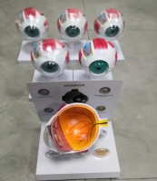 Modelo de Ojo Anatómico Premium de PVC, 3 Partes, 3D, con Cataratas, para Enseñanza, Diseño Desmontable de 3 Partes