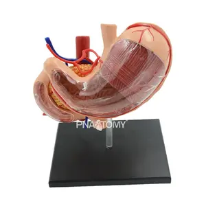 4D可拆卸胃模型可拆卸人体器官解剖模型教育设备医学科学消化系统