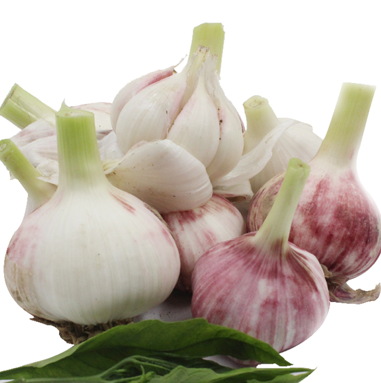2021 new crop fresh garlic chinese garlic beat price garlic in bulk for sale