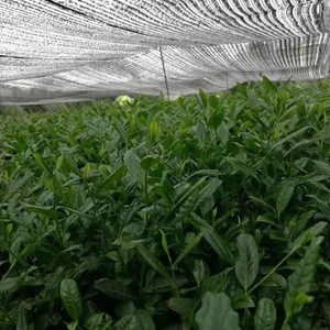 มัทฉะเกรดพิธีการคุณภาพสูง มัทฉะญี่ปุ่นแท้ ชาเขียวผงบริสุทธิ์ ชาเขียวออร์แกนิกสดใหม่ - Product Image 3