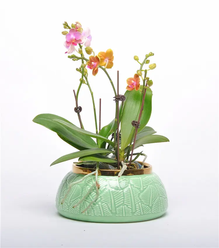 Chinese style tasteful golden rimmed turquoise potting ceramic flower orchid pot