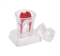 Boîte de dents artificielles standard pour la pratique dentaire des étudiants, dents naturelles agrandies, CE/ISO
