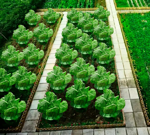 سبيكة بلاستيكية وأطواق حماية نبات حلزوني ، دفاع حلزوني بدون كيمياء ، طوق حلزوني يحمي النباتات للحصول على أفضل - Product Image 6