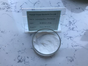 Insen-Polvo de <span class=keywords><strong>Lactobacillus</strong></span> <span class=keywords><strong>Plantarum</strong></span>, mejor <span class=keywords><strong>precio</strong></span> - Product Image 2