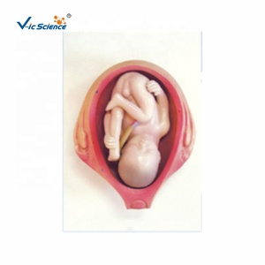 แบบจำลองทางกายวิภาคของกระบวนการเจริญเติบโตของตัวอ่อนในช่วงตั้งครรภ์ - แบบจำลองเพื่อการศึกษาที่เป็นมิตรต่อสิ่งแวดล้อม ทำจากพีวีซี สำหรับโรงเรียนแพทย์ เพื่อการส่งเสริมยา - Product Image 3