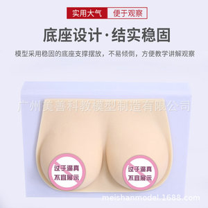 Formation des conseillères en lactation : seins artificiels médicaux en silicone souple, écoles professionnelles de services domestiques, hôpitaux - Product Image 5