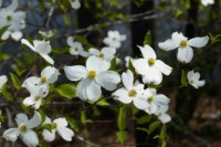 Jejulous DEO Naturel, Extrait Liquide Fermenté de Camélia de l'Île de Jeju, Matière Première Cosmétique, Formule Apaisante pour Soins de la Peau
