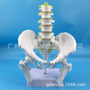 Modèle de ceinture pelvienne naturelle, de cinq vertèbres lombaires, de fémur, d'appendice osseux masculin, de cinq vertèbres lombaires et de disque intervertébral - Product Image 2