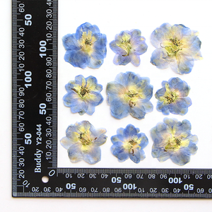 12 unids/bolsa Doubtful Knight's Spur / Rocket Larkspur sello de cera resina epoxi artesanía planta Natural flores secas prensadas - Product Image 3