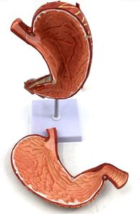 โมเดลกายวิภาคของกระเพาะอาหารขยายใหญ่ขึ้นอุปกรณ์การสอนโครงสร้างกระเพาะอาหารอวัยวะเกี่ยวกับอวัยวะภายในของร่างกายมนุษย์ระบบย่อยอาหารสำหรับการสาธิต - Product Image 3