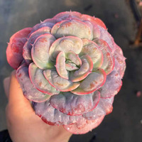Succulente Variée Ultra Rara, Spécies Unique, Décoration de Luxe pour la Maison, Choix du Collectionneur, Ornement Artistique de Boutique