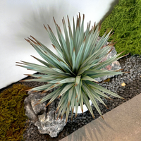 Arbre d'ananas artificiel en plastique, végétation artificielle réaliste, écologique, plante en pot d'intérieur, 90-180 cm, pour la maison, l'hôtel, le centre commercial