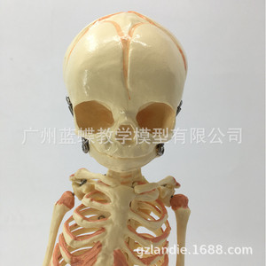 Modello di cranio di bambino, modello di <span class=keywords><strong>scheletro</strong></span> di bambino, <span class=keywords><strong>scheletro</strong></span> di bambino piccolo, modello di osso umano, istruzioni per il disegno di una figura umana. - Product Image 2