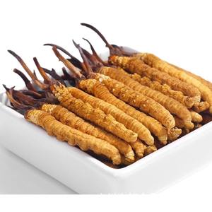 Dong chong xia cao O melhor Cogumelo Cordyceps Sinensis Fresco Tibetano selvagem Natural Cordyceps Sinensis Fresco - Product Image 1