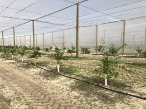 Reti anti-insetti utilizzabili nei campi per prevenire efficacemente le infestazioni di parassiti su larga scala. - Product Image 3