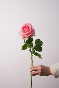 Fleurs artificielles de style européen 63 cm, roses <span class=keywords><strong>Vénus</strong></span> au toucher hydratant, fleurs réalistes vintage pour mariage et décoration intérieure - Product Image 5
