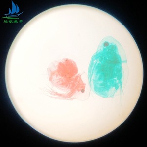Experimental biological <b>microscope</b> specimen slides, 10 types of biological teaching materials, biological slide specimens - Product Image 2
