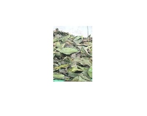 HOJAS DE FRUTA DE NONI SECAS: EXPORTACIÓN SUPERIOR CON ALTA CALIDAD Y BUEN PRECIO DEL PROVEEDOR DE VIETNAM - Product Image 1