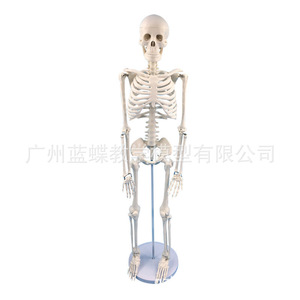 Modelo de esqueleto humano estándar médico, modelo de enseñanza de anatomía esquelética, esqueleto de 85 cm, modelo de articulaciones, modelo osteopático - Product Image 4