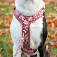 Harnais pour chien personnalisé OEM avec laisse et collier assortis, anti-traction, pour chiens de petite, moyenne et grande taille