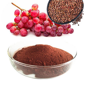 Poudre d'extrait de pépins de raisin 90% Proanthocyanidines par UV Ingrédient botanique naturel pour compléments alimentaires, cosmétiques et usage personnel - Product Image 3