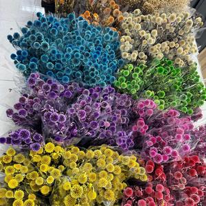 Échinops <span class=keywords><strong>bleu</strong></span> (globe <span class=keywords><strong>bleu</strong></span>) préservé, fleurs séchées bleues naturelles pour mariage, maison, décoration rustique - Product Image 1