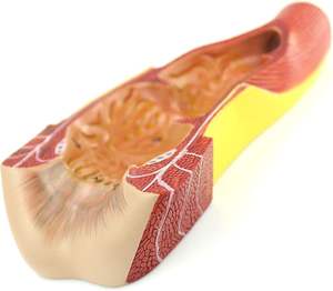 نموذج تشريحي بشري للجهاز الهضمي يشمل المستقيم والقناة الشرجية لتعليم علم الطب - Product Image 3