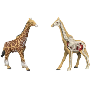 Rompecabezas de Anatomía Animal del Bosque en <span class=keywords><strong>3D</strong></span> de Ciencias Naturales, Tigre León, Kit de Ensamblaje DIY con Órganos Extraíbles, <span class=keywords><strong>Esqueleto</strong></span>, Juguetes Educativos STEM - Product Image 6