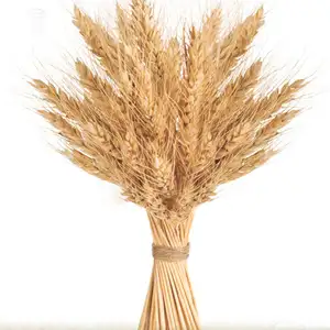 Fleurs décoratives pour mariage, 100 branches, <span class=keywords><strong>herbe</strong></span> de <span class=keywords><strong>blé</strong></span>, Pampas, fleurs de <span class=keywords><strong>blé</strong></span> séchées, décoration pour Table - Product Image 1