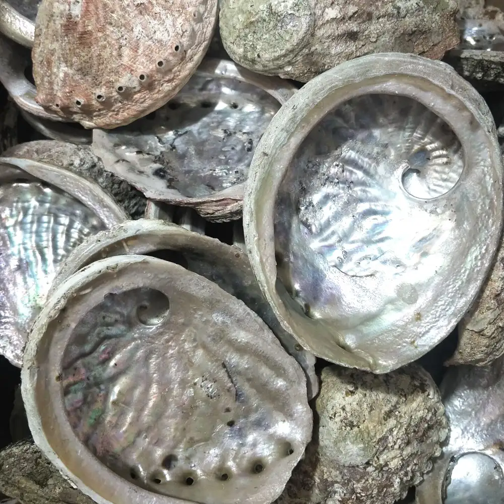 B Grade 11-12センチメートルCheap Cleared Wholesale Natural Craft Sea Raw Abalone seaShell For DIY Decoration