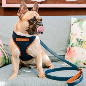 Harness anjing tanpa tarik, Harness kain jala kekang anjing kecil hewan piaraan, Harness kerah kucing anjing kustom Modern - Product Image 1