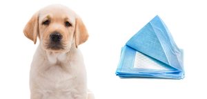 Tapis d'entraînement pour chiens, haute absorption, anti-fuites et séchage rapide, vente en gros personnalisée avec échantillon gratuit disponible - Product Image 5