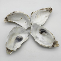 Coquilles d'huîtres naturelles lavées brutes de 10-15 cm en gros pour artisanat DIY et décoration intérieure