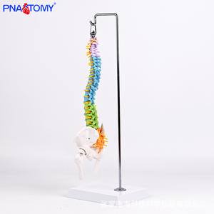 Modèle anatomique de colonne vertébrale flexible colorée de 50 cm, os du bassin, fémur, <span class=keywords><strong>squelette</strong></span> humain, outil d'enseignement médical, vertèbres <span class=keywords><strong>cervicales</strong></span> - Product Image 2