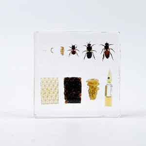 Vente en gros de vrais insectes en résine artisanat Cycle de vie abeille libellule spécimen résine époxy artisanat taxidermie pour la collecte d'enseignement - Product Image 6