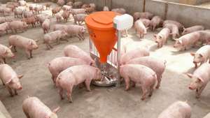 बुद्धिमान स्वचालित सुअर गीला-सूखा फीडर-उच्च दक्षता ऑटो-फीडिंग/सुअर फार्म पशुपालन उपकरण - Product Image 6