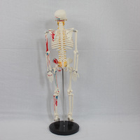 Modelo de Esqueleto Humano SCIEDU de 85 cm con Puntos de Inserción Muscular en un Lado, Discos Intervertebrales, Nervios, Modelo Anatómico para Enseñanza