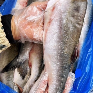 Salmão Rosa Congelado Premium 100% Natural do Alasca, Capturado na Natureza, Sem Pele, Sem Químicos, Porção de 10lb para Exportação - Product Image 3