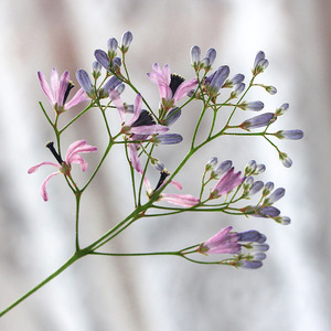 Chinaberry fleur Branches séchées fleur pressée pour résine époxy accessoires bricolage signet cadre Photo feuille Art matériaux - Product Image 4
