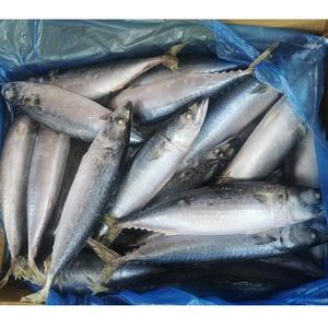 Especificaciones para Pescado Congelado: Caballa 300-500g - Product Image 2