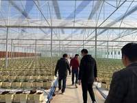 Serre tunnel agricole hydroponique économique en vinyle multi-chapelles avec film PE/PO à vendre