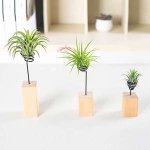 Nouveau design Tillandsia air <span class=keywords><strong>porte</strong></span>-<span class=keywords><strong>plante</strong></span> avec spirale métallique bloc de bois taille personnalisée air <span class=keywords><strong>plante</strong></span> debout support bureau intérieur déco - Product Image 5