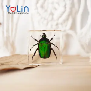 Source manufacturers wholesale real insect specimens Scarabaga insect book town science toys craft ornaments export