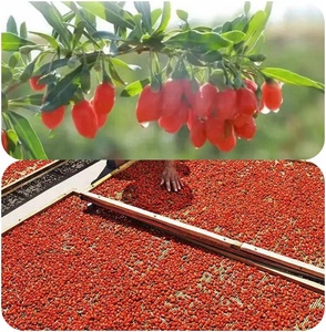 Graines de baies de Goji séchées de haute qualité, fruits de culture, thé sain, baies de Goji séchées, baies de Goji rouges chinoises - Product Image 3