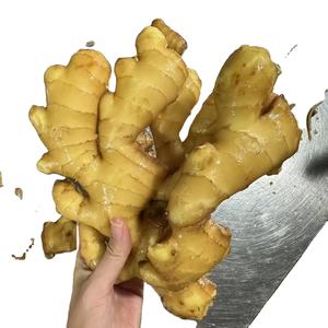 新鮮な黄色のジンジャーとジンジャーバルク中国から - Product Image 6