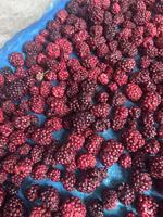 Mora Orgánica Entera de Sabor Dulce, Procesada 100% Naturalmente, Mora Orgánica Premium, Arándanos Deshidratados Orgánicos