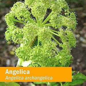 Частная Марка, Новое поступление, <span class=keywords><strong>DONG</strong></span> <span class=keywords><strong>QUAI</strong></span>, уход за кожей, красота, сок для кожи, напитки, жидкие капли - Product Image 5