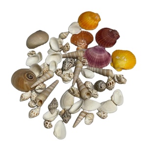 Conchiglie Marine Naturali Eco-Friendly in Materiale Organico con Campione Gratuito per Artigianato, Decorazioni per la Casa e Regali 150g - Product Image 1