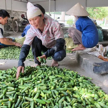 卸売価格/WhatsappでおいしいCUCUCUMBER PICKLES: + 84 845 639 639